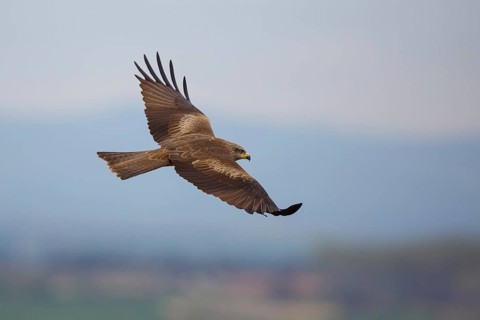 Black Kite (Milvus migrans) flying, Spain