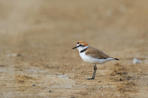 Kentish Plover (Charadrius alexandrinus) male, Greece