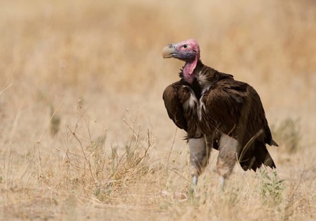 Lappet-faced Vulture (Torgos tracheliotos), Etosha, Namibia