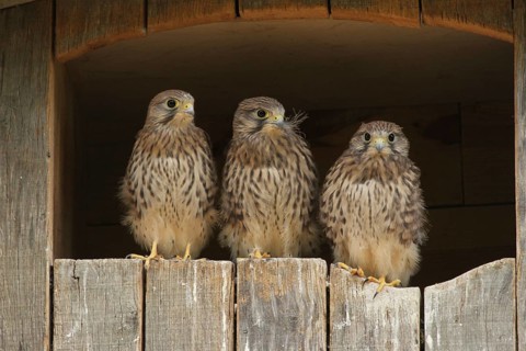 Common Kestrel (Falco tinnunculus) juvenile, Lower Saxony, Germany