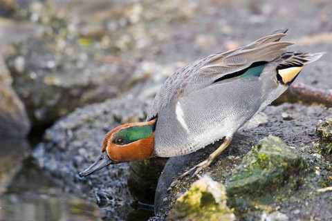 Green-winged Teal Anas crecca Seattle, Washington, United States 10 March Adult Male Anatidae