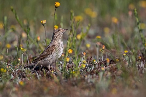 Eurasian Wryneck (Jynx torquilla), Saxony-Anhalt, Germany