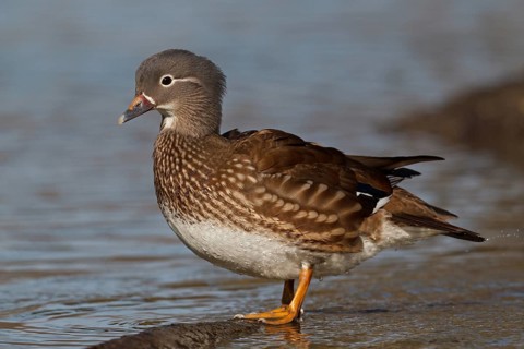 Mandarin Duck (Aix galericulata), Baden-Wuerttemberg, Germany