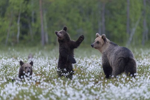 Eurasian Brown Bear (Ursus arctos) mother with cubs, Finland