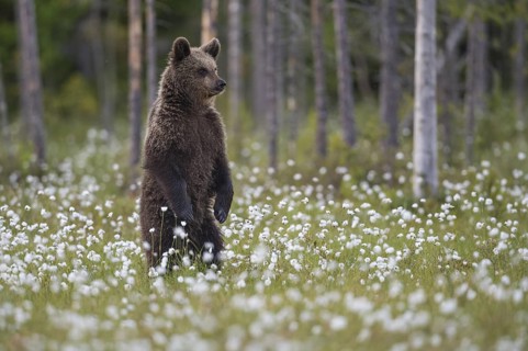 Eurasian Brown Bear (Ursus arctos) cub standing in white cottongrass, Finland