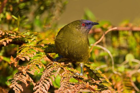 New Zealand Bellbird (Anthornis melanura), Stewart Island, New Zealand