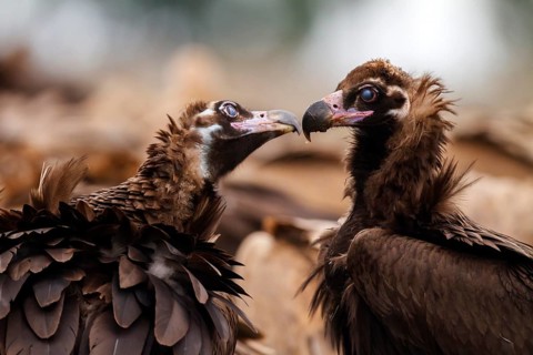 Cinereous Vulture (Aegypius monachus) pair displaying, Castile-La Mancha, Spain