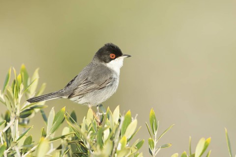 Sardinian Warbler (Sylvia melanocephala) male, Mallorca, Spain