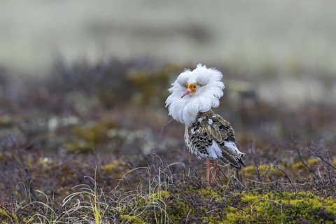 Ruff (Calidris pugnax) satellite male with white ruff in breeding plumage at lek in spring,