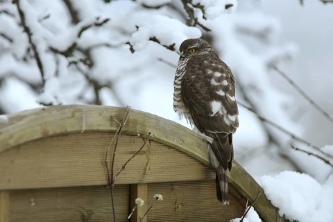 Eurasian Sparrowhawk (Accipiter nisus) male perched on a wooden partition wall in garden,