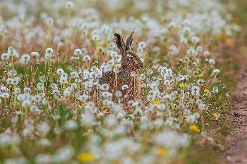 Feldhase (Lepus europaeus) sitzt in Wiese aus Löwenzahn (Taraxacum officinale), Schleswig-Holstein,