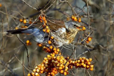 Fieldfare (Turdus pilaris) feeding on berries of Common sea buckthorn (Hippophae rhamnoides),