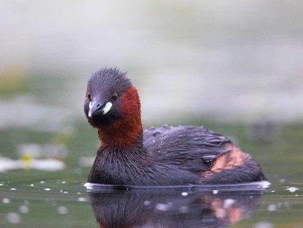 Little Grebe (Tachybaptus ruficollis), Mecklenburg-Western Pomerania, Germany