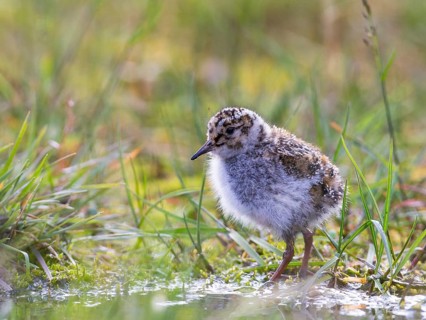 Purple Sandpiper (Calidris maritima) chick, Spitsbergen, Norway