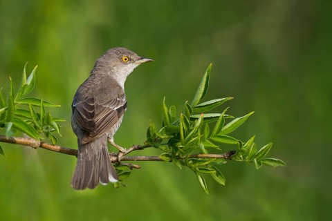 Barred Warbler - Sperbergrasmücke - Sylvia nisoria ssp. nisoria, Austria, adult male