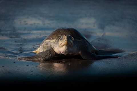Olive Ridley sea turtles (Lepidochelys olivacea) return to the Costa Rican beaches where they