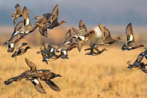 Eurasian Wigeon (Mareca penelope) group flying, Netherlands