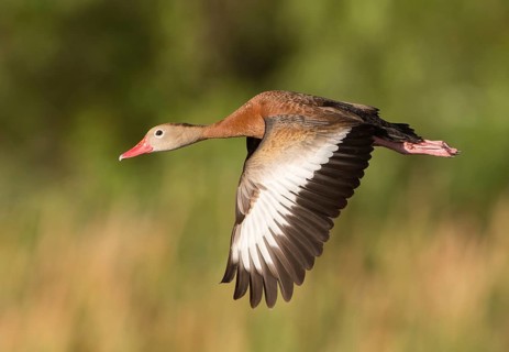 Black-bellied Whistling Duck (Dendrocygna autumnalis) flying, Florida, USA