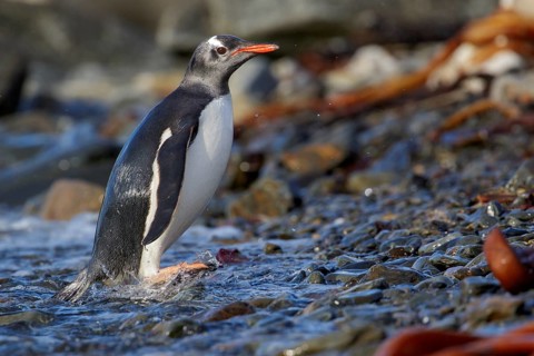 Gentoo Penguin (Pygoscelis papua) perched on a rocky beach on South Georgia Island