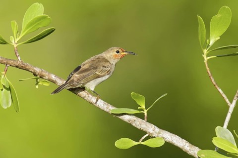 Red-headed Myzomela (Myzomela erythrocephala) female, Northern Territory, Australia