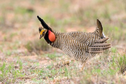 Lesser Prairie-Chicken Tympanuchus pallidicinctus Milnesand, New Mexico, United States 11 May Adult