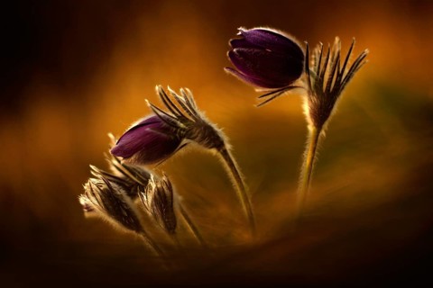 Evening light photo with beautiful flower pasque flower. Sunset in the nature. Orange light with