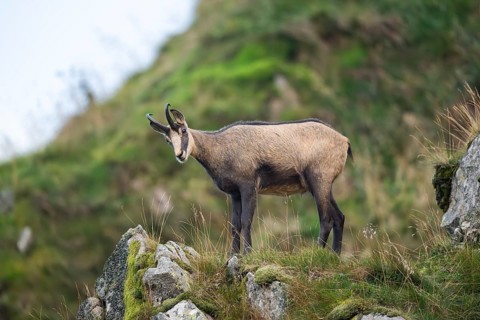 Chamois (Rupicapra rupicapra) on a mountain cliff in the Vosges Mountains, wildlife, France