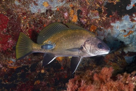 A common mullet (Sciaena umbra) with an anilocra, parasite, swimming near rocks rich in texture and