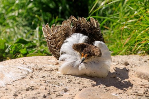 A bird lies relaxed on the ground in the sun, with beautifully coloured feathers, ruff (Calidris