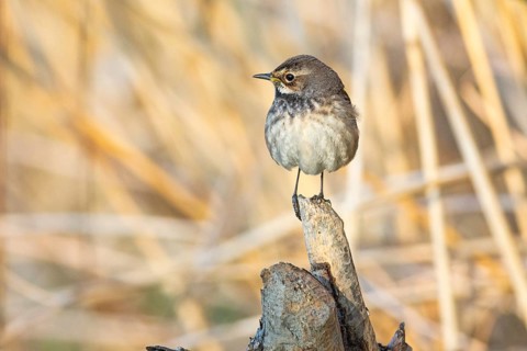 Bluethroat (Luscinia svecica cyanecula) wbl Germany