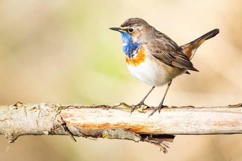 Bluethroat (Luscinia svecica cyanecula) ml Germany