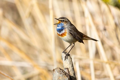 Bluethroat (Luscinia svecica cyanecula) ml Germany