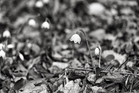 Spring knot flower (Leucojum vernum), spring snowflake on the forest floor, deciduous forest,