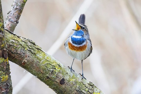 Bluethroat (Luscinia svecica cyanecula) ml Germany