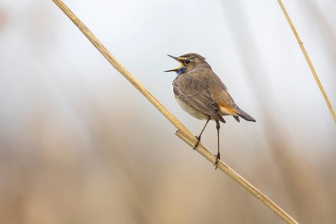 Bluethroat (Luscinia svecica cyanecula) ml Germany