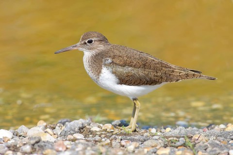 Common sandpiper (Actitis hypoleucos) looking for food at the edge of a body of water, wildlife,