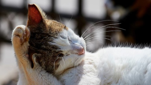 White-brown cat relaxing while licking her paw, Kalithea, cat station, Rhodes, Dodecanese, Greek