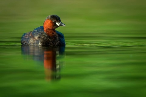 Little Grebe (Tachybaptus ruficollis), Hesse, Germany