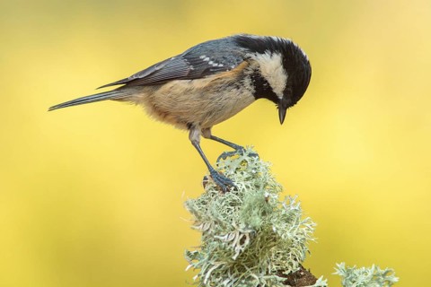 Coal Tit (Periparus ater) perched on a branch, Galicia, Spain