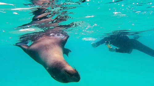 Galápagos sea lion (Zalophus wollebaeki), Galapagos, Ecuador