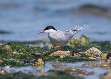 Arctic Tern (Sterna paradisaea), Wales, United Kingdom