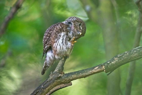 Eurasian Pygmy Owl (Glaucidium passerinum) female perched on a branch, Bavaria, Germany
