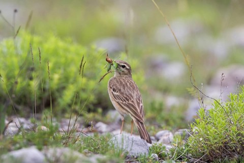Tawny Pipit (Anthus campestris) carrying insect prey to feed young, Grobnik, Croatia