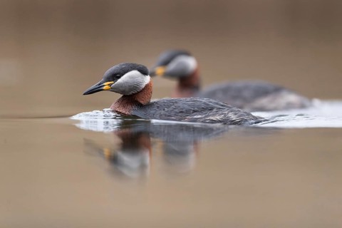 Red-necked Grebe (Podiceps grisegena) pair, Mecklenburg-Western Pomerania, Germany