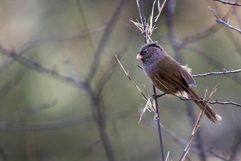 Brown Parrotbill (Cholornis unicolor) perched on a branch, Bumthang, Bhutan