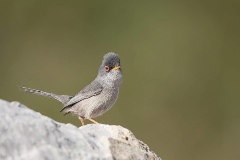 Balearic Warbler - Balearengrasmücke - Sylvia balearica, Mallorca, adult male