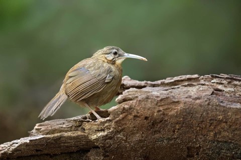 Short-tailed Scimitar Babbler (Jabouilleia danjoui), Bidoup National Park, Vietnam