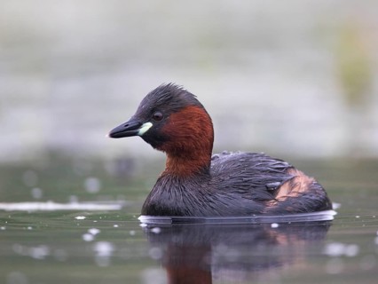Little Grebe (Tachybaptus ruficollis), Mecklenburg-Western Pomerania, Germany