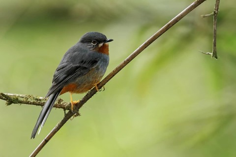 Rufous-throated Solitaire (Myadestes genibarbis) perched on a branch on the Caribbean Island of