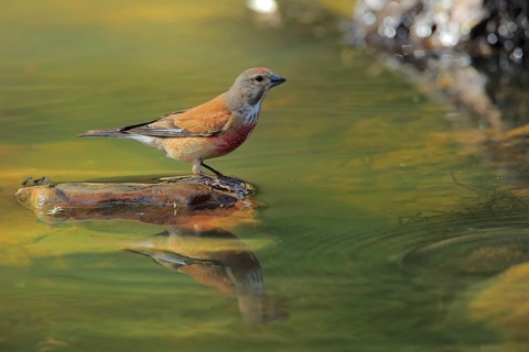 Common Linnet (Linaria cannabina) male at waterhole, Andalusia, Spain